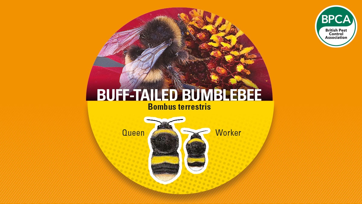 Bumblebee buff tail